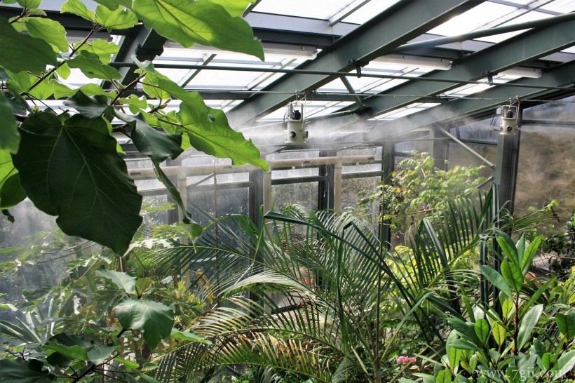 瑞士伯尔尼植物园形态各异的植物花卉风景图片