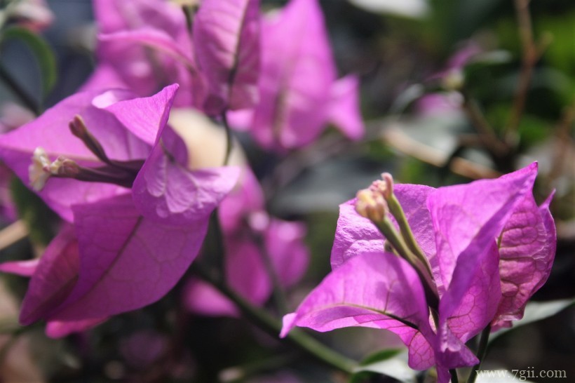 瑞士伯尔尼植物园形态各异的植物花卉风景图片