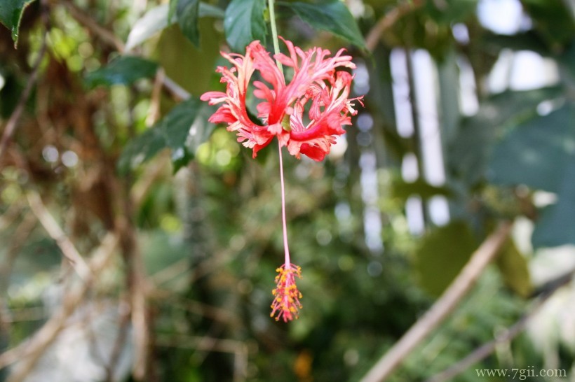 瑞士伯尔尼植物园形态各异的植物花卉风景图片