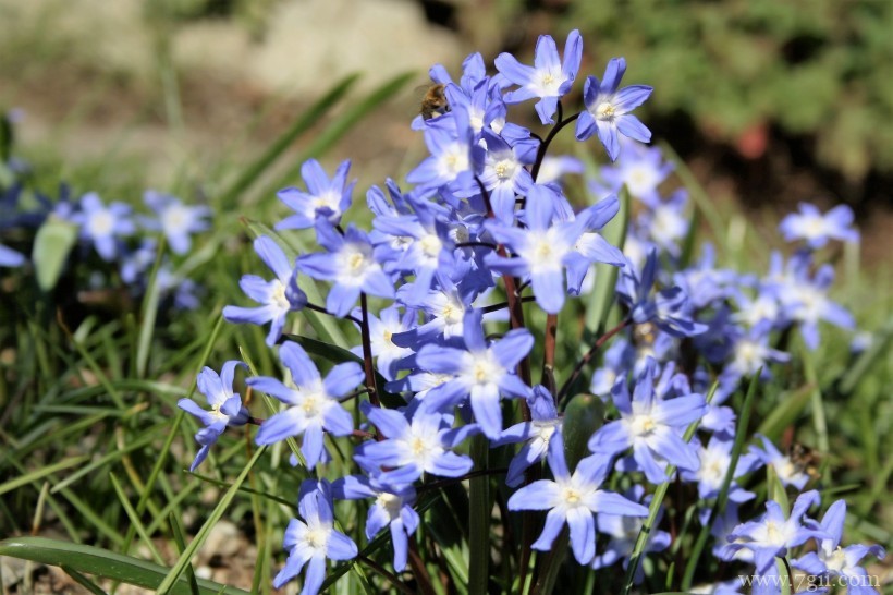 瑞士伯尔尼植物园形态各异的植物花卉风景图片
