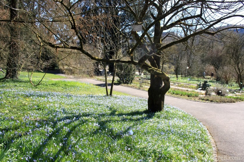 瑞士伯尔尼植物园形态各异的植物花卉风景图片