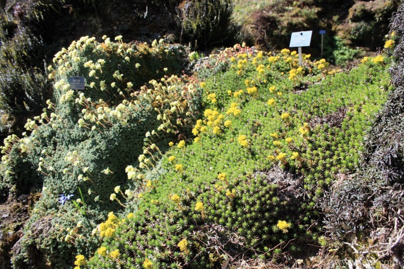 瑞士伯尔尼植物园形态各异的植物花卉风景图片