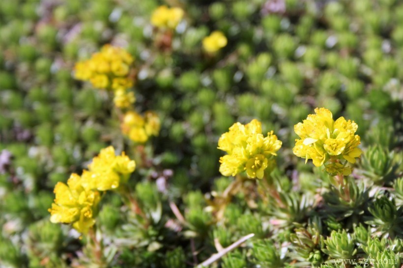 瑞士伯尔尼植物园形态各异的植物花卉风景图片