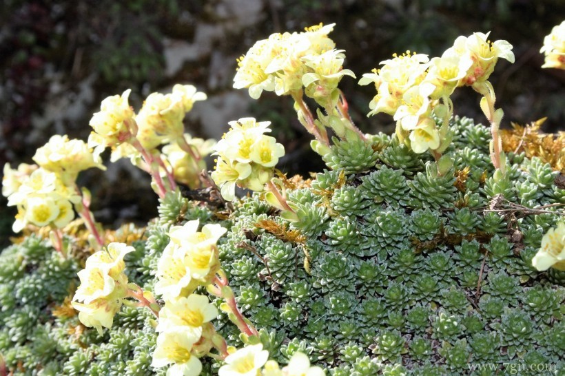 瑞士伯尔尼植物园形态各异的植物花卉风景图片
