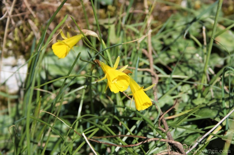 瑞士伯尔尼植物园形态各异的植物花卉风景图片