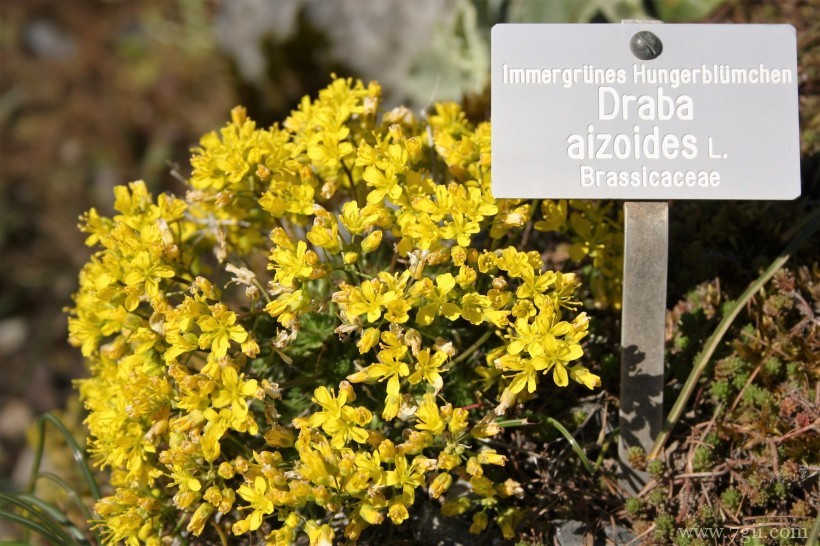 瑞士伯尔尼植物园形态各异的植物花卉风景图片