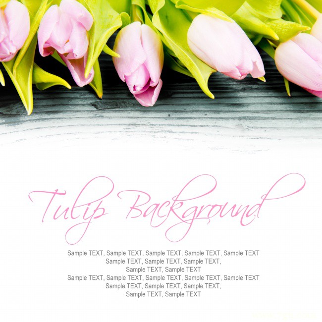 世界著名球根花卉粉色郁金香唯美背景图片清新