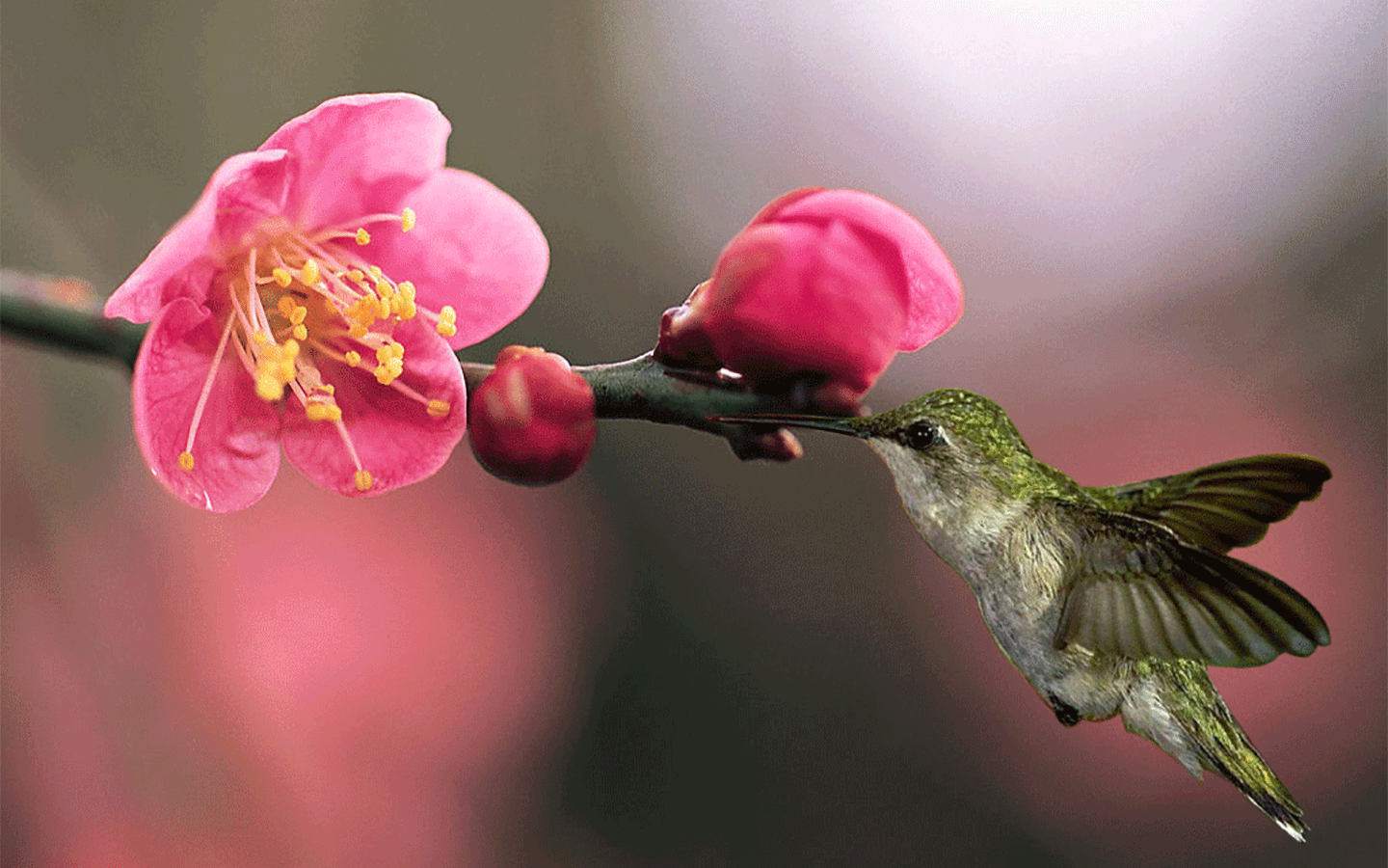 小清新绿色护眼植物花卉电脑动态桌面壁纸下载