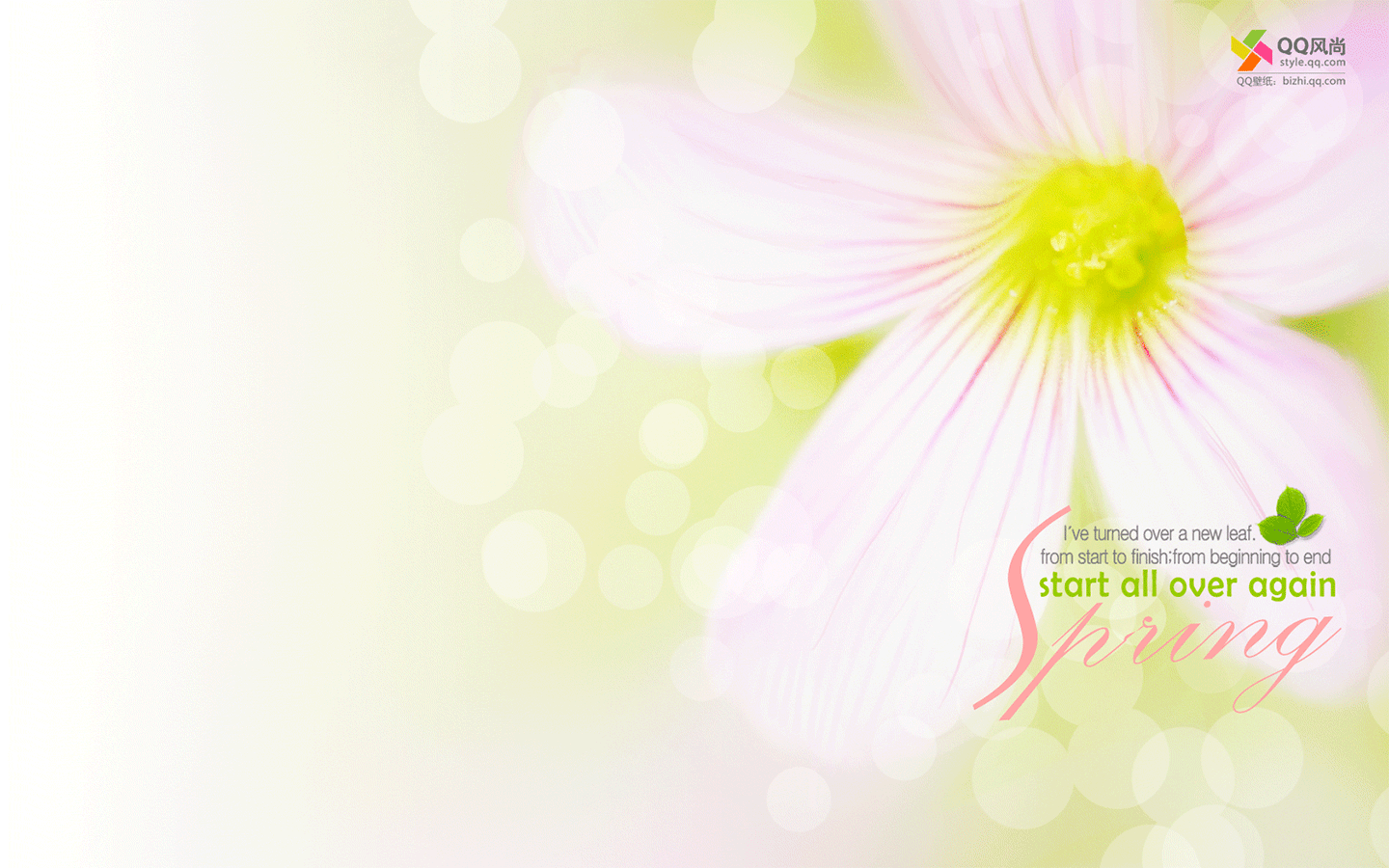 小清新绿色护眼植物花卉电脑动态桌面壁纸下载