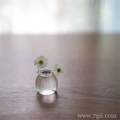 插在透明玻璃瓶中的花卉盆景唯美意境图片大全
