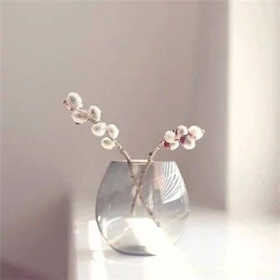 插在透明玻璃瓶中的花卉盆景唯美意境图片大全