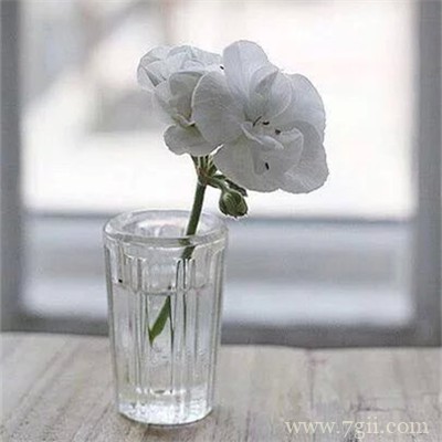 插在透明玻璃瓶中的花卉盆景唯美意境图片大全