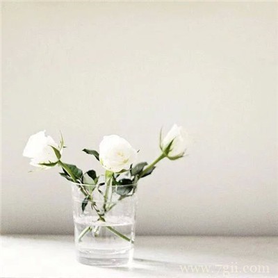插在透明玻璃瓶中的花卉盆景唯美意境图片大全