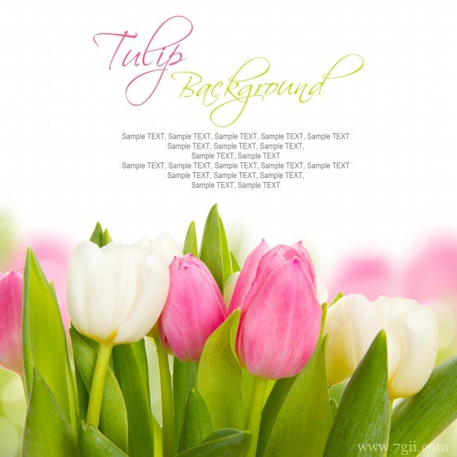 多年生草本植物土耳其国花郁金香背景图片淡雅