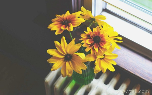 花卉盆栽图片大全大图唯美意境女生头像