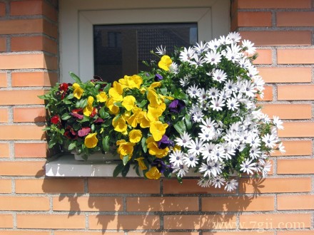 窗台前娇艳盛放的花卉意境图片唯美大图