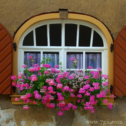 窗台前娇艳盛放的花卉意境图片唯美大图