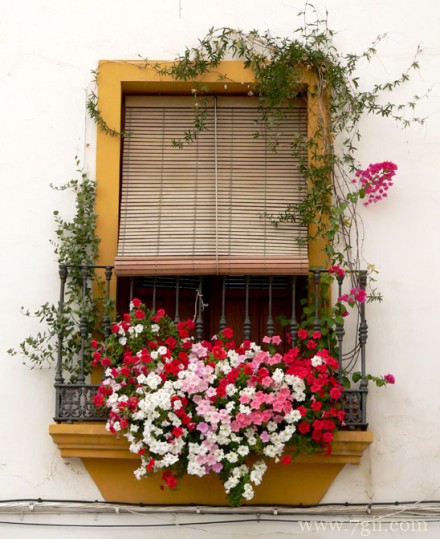 窗台前娇艳盛放的花卉意境图片唯美大图