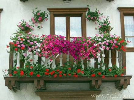 窗台前娇艳盛放的花卉意境图片唯美大图