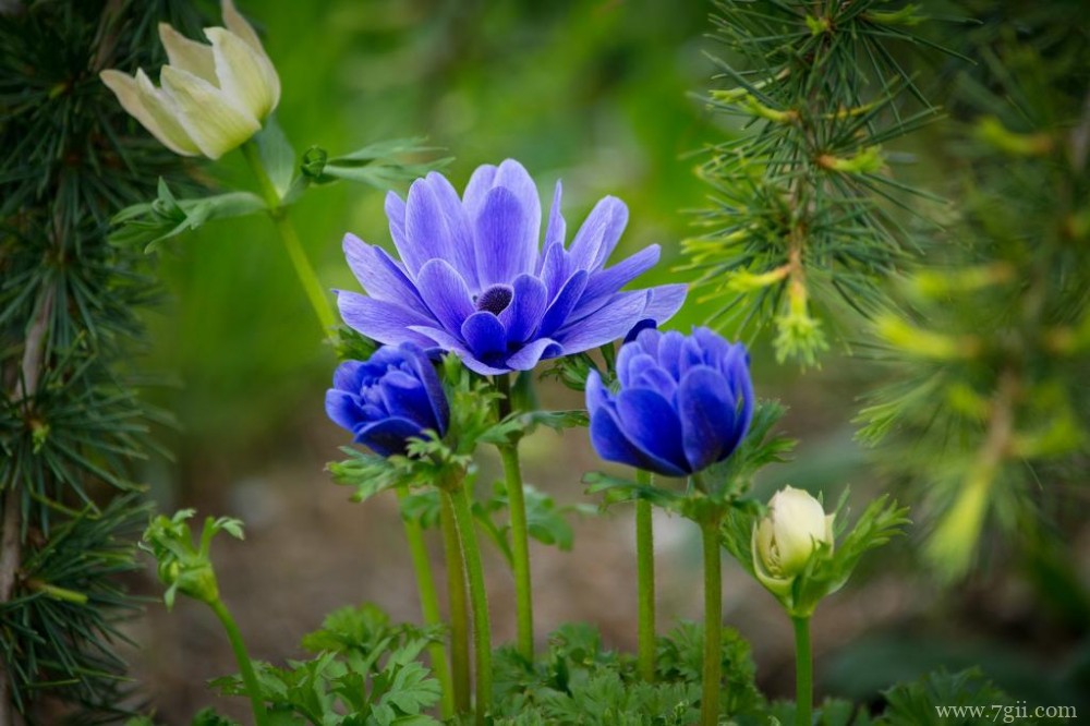 以色列国花银莲花背景素材有意境的图片