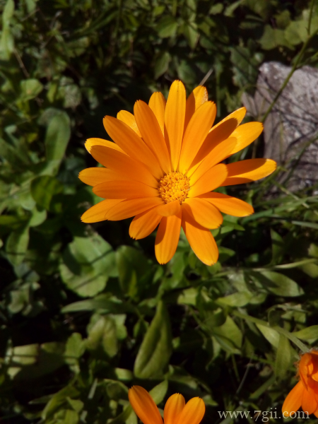 中国重要草本花卉之一金盏花唯美写真