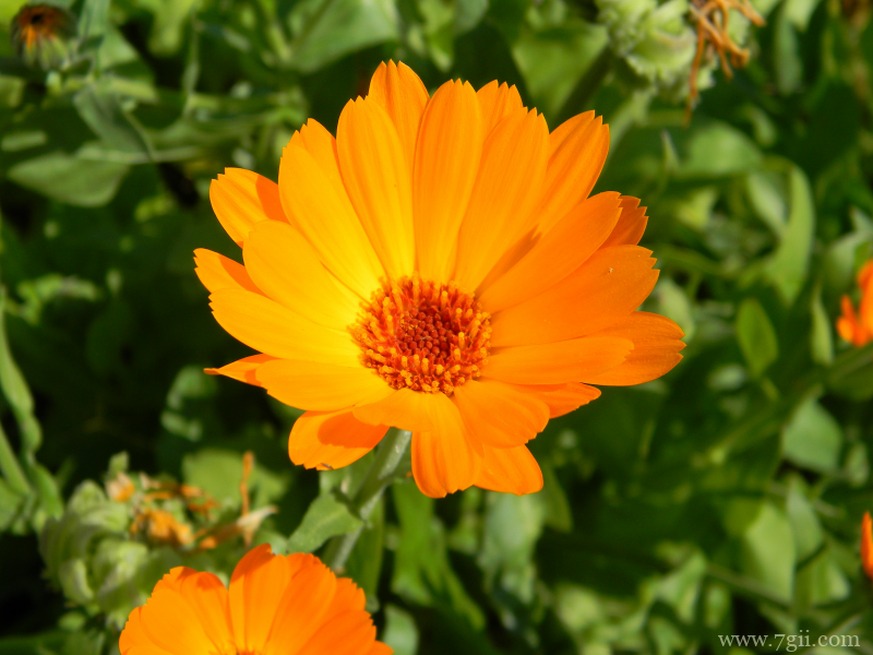 中国重要草本花卉之一金盏花唯美写真