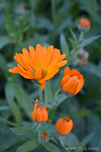 中国重要草本花卉之一金盏花唯美写真