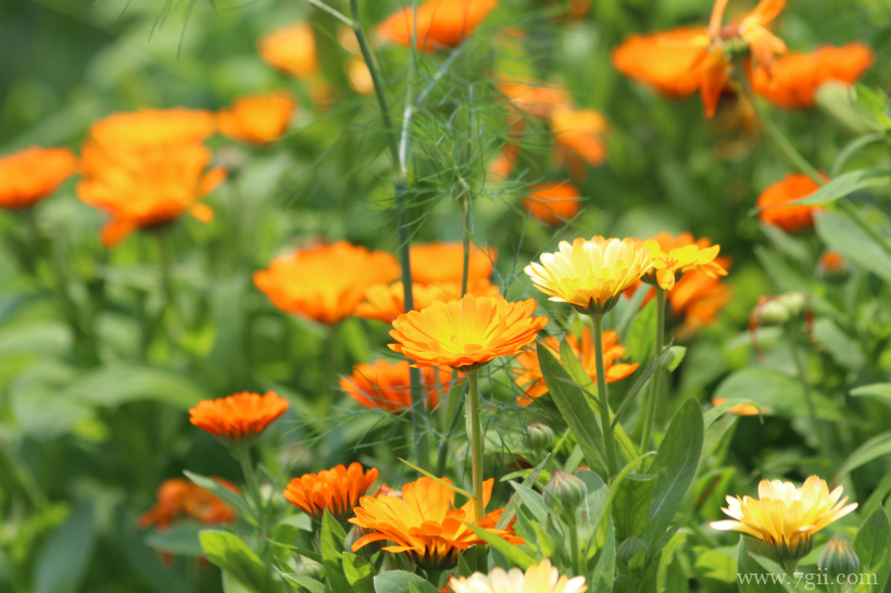 中国重要草本花卉之一金盏花唯美写真