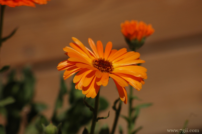 中国重要草本花卉之一金盏花唯美写真