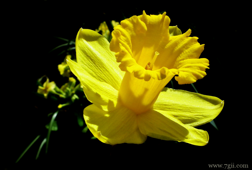 传统观赏花卉中国水仙素材目录唯美写真
