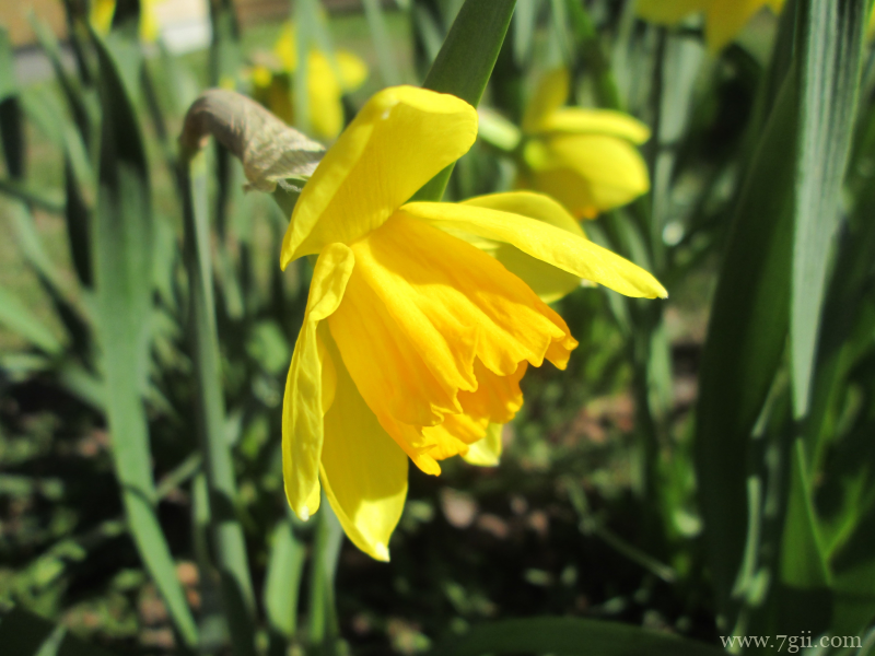传统观赏花卉中国水仙素材目录唯美写真