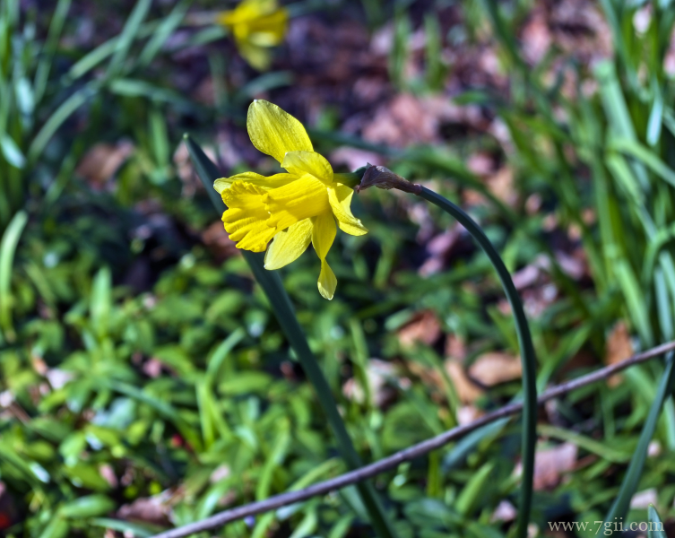 传统观赏花卉中国水仙素材目录唯美写真
