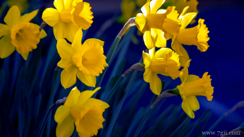 传统观赏花卉中国水仙素材目录唯美写真