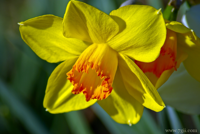 传统观赏花卉中国水仙素材目录唯美写真