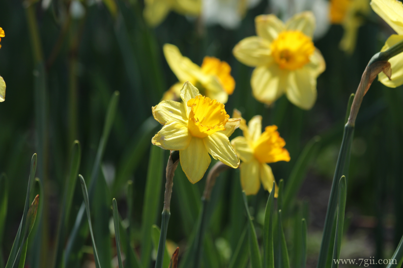 传统观赏花卉中国水仙素材目录唯美写真