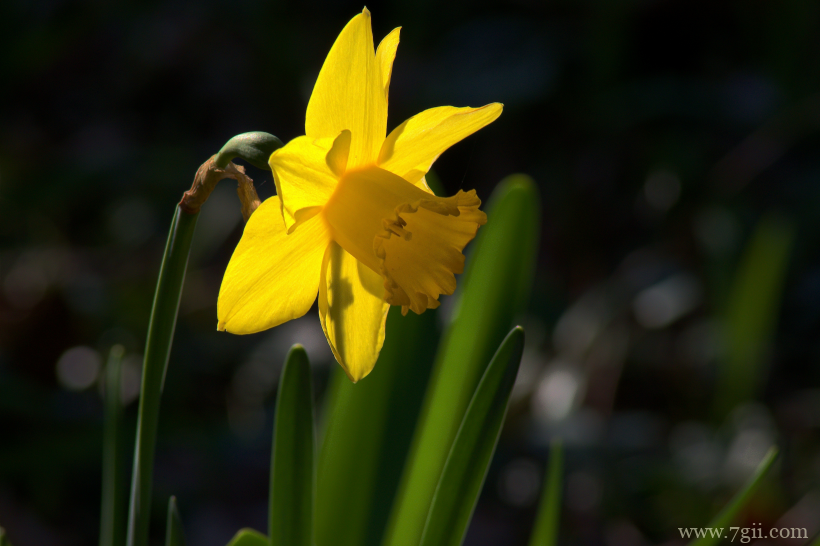 传统观赏花卉中国水仙素材目录唯美写真