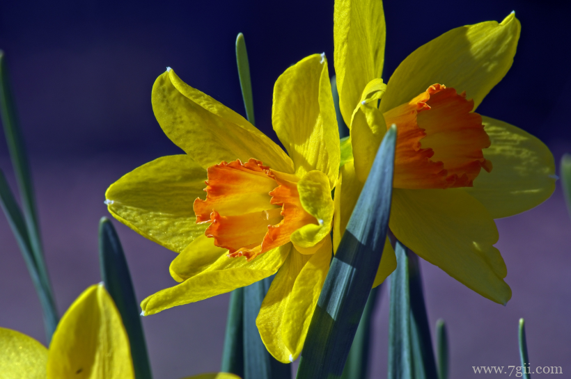 传统观赏花卉中国水仙素材目录唯美写真