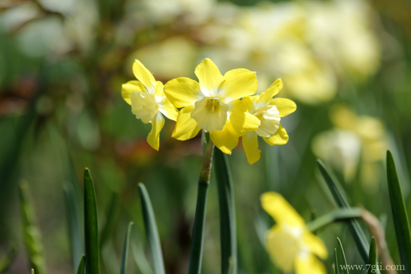 传统观赏花卉中国水仙素材目录唯美写真