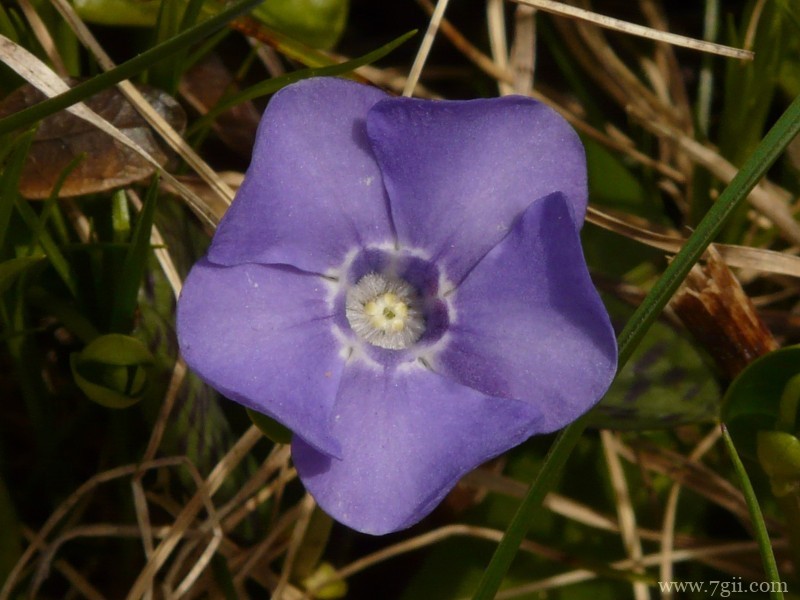 阳性植物花卉长春花边框素材意象与意境
