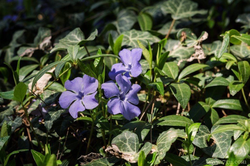 阳性植物花卉长春花边框素材意象与意境