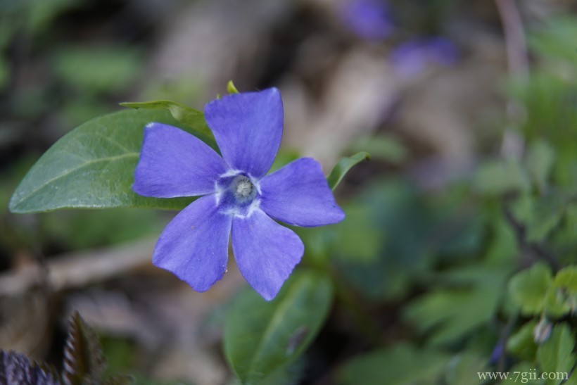 阳性植物花卉长春花边框素材意象与意境