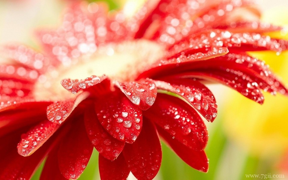 雨后花朵上的露珠唯美意境写真