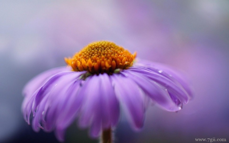 雨后花朵上的露珠唯美意境写真