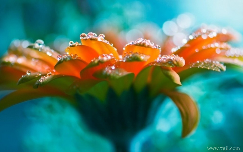 雨后花朵上的露珠唯美意境写真