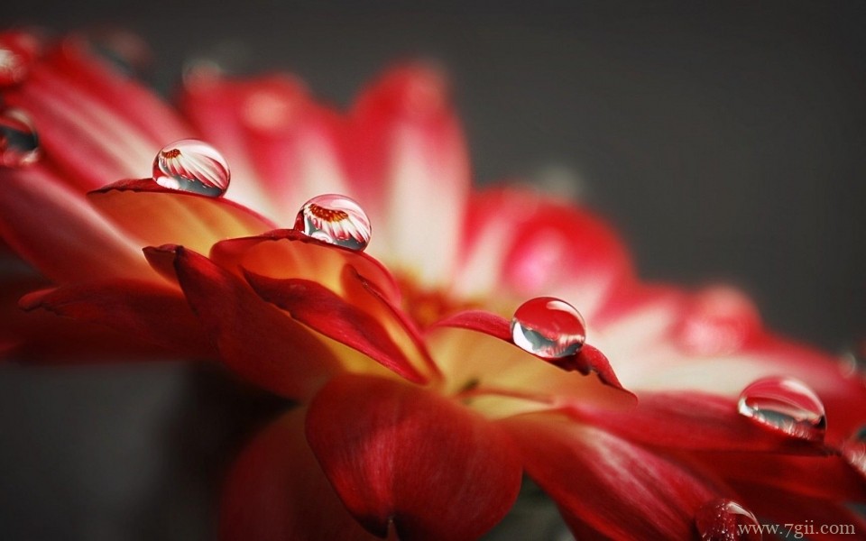 雨后花朵上的露珠唯美意境写真