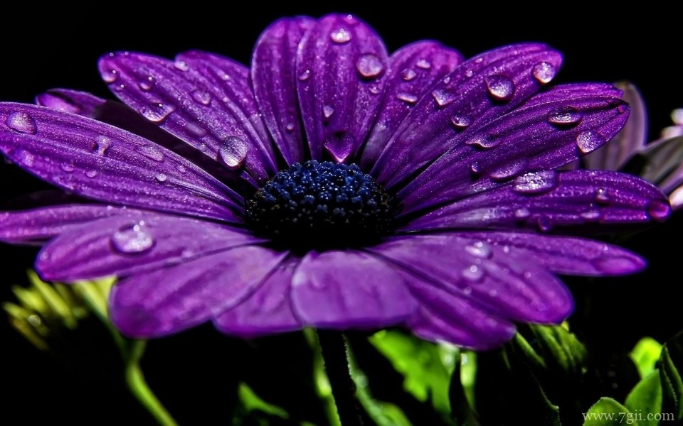 雨后花朵上的露珠唯美意境写真