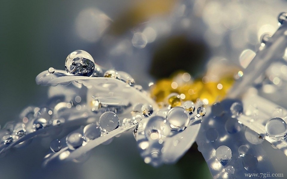 雨后花朵上的露珠唯美意境写真