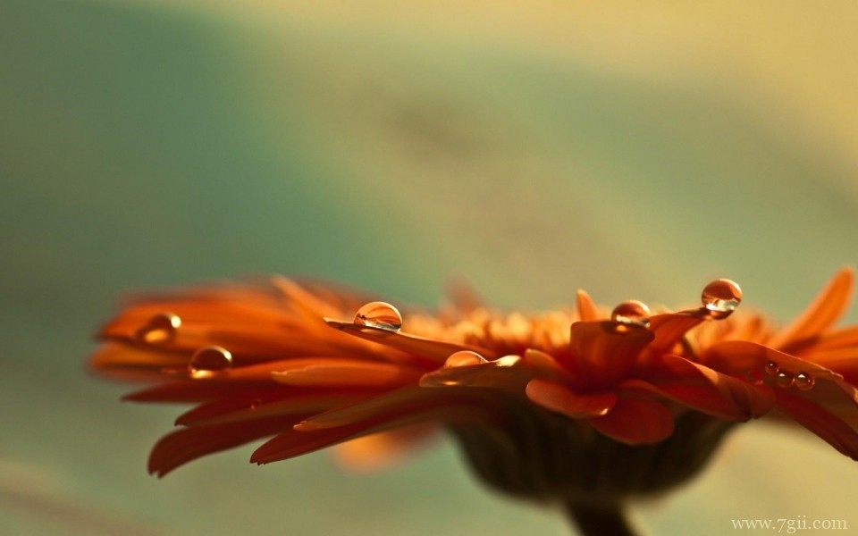 雨后花朵上的露珠唯美意境写真