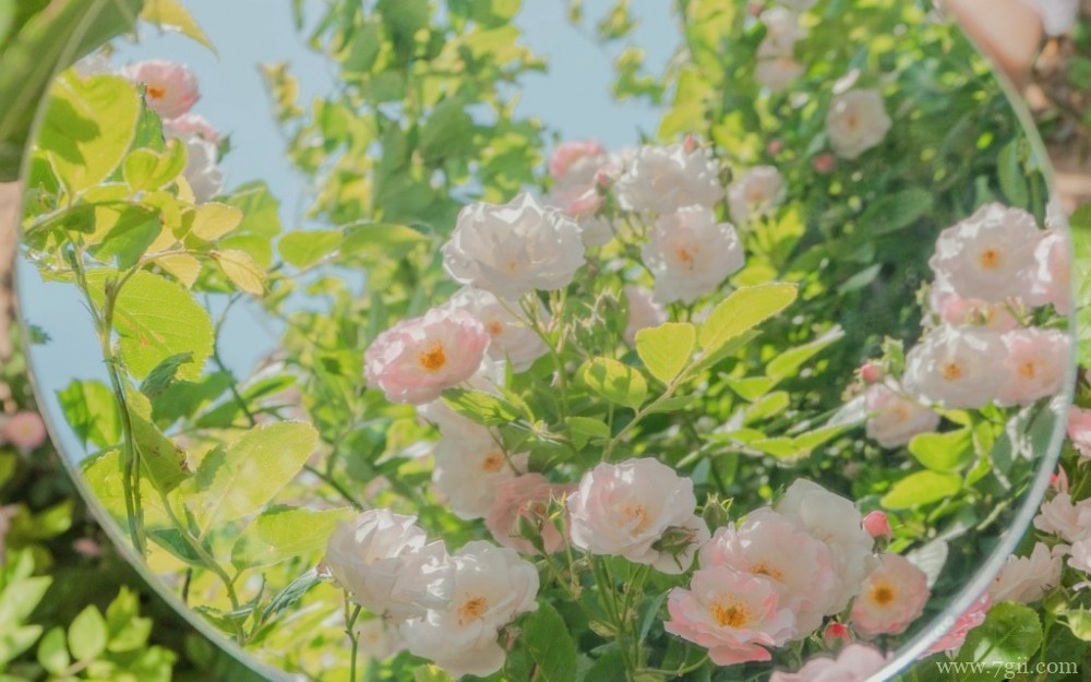 艳阳下的花卉唯美写真