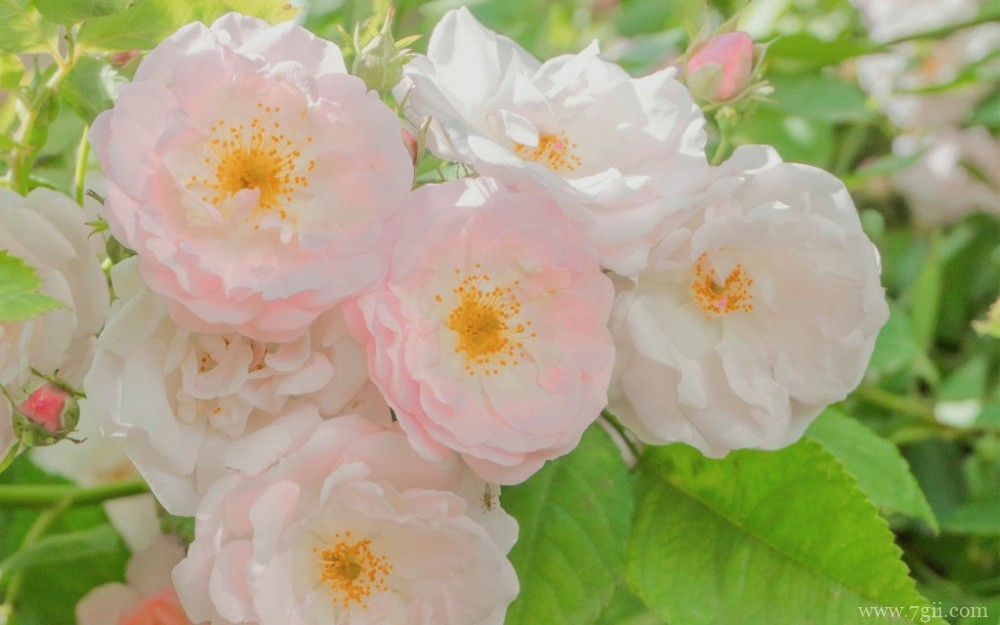 艳阳下的花卉唯美写真